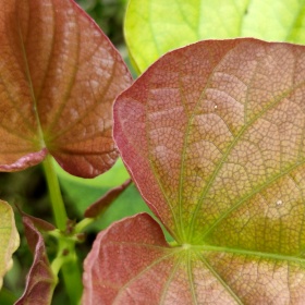 带刺的河豚标为卖图晒单分享的图博 - 带刺的河豚 - 图虫摄影网