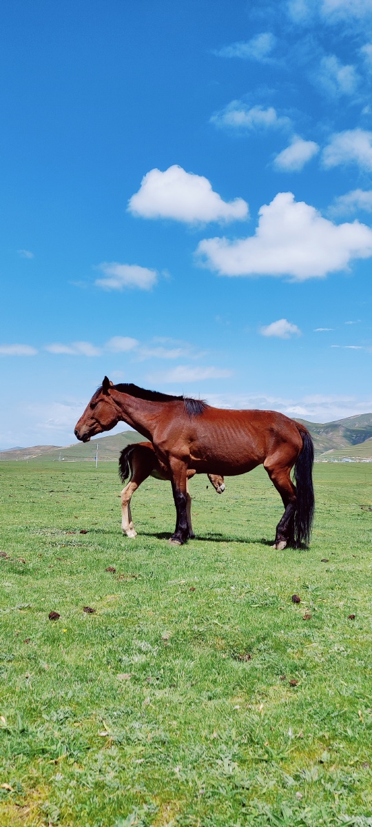 祁连山的马儿