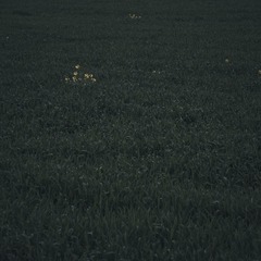 1000059947