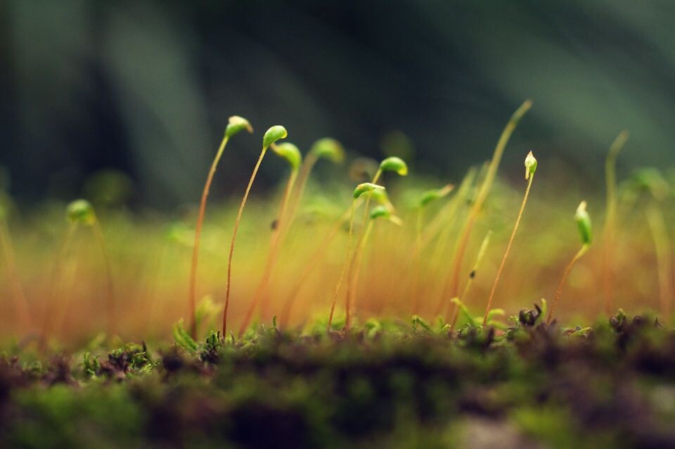 苔藓<br />
