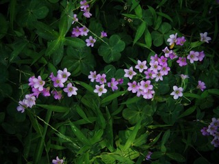 花花草草