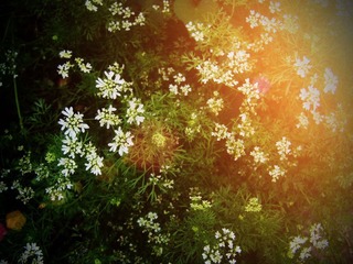 花花草草