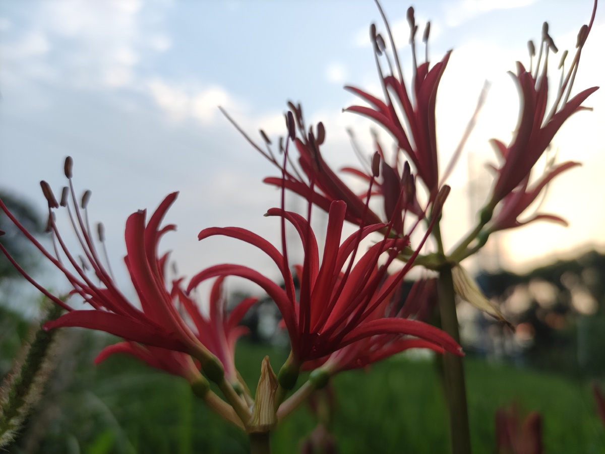 有花无叶有叶无花