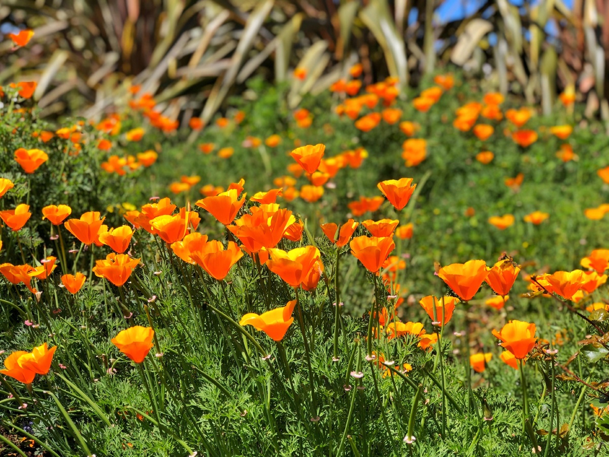 californiapoppy