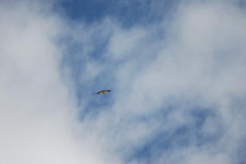 D88BC0DF-9476-4671-AE9A-B333C3F3C555/L0/001