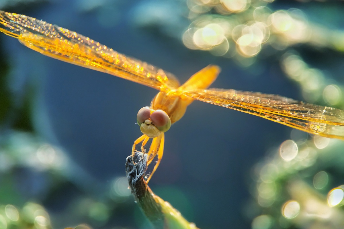 金色蜻蜓