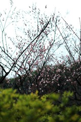 DPP_0014.JPG