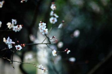 DPP_0001.JPG