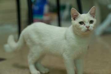 15008