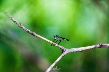 IMG_7437.jpg