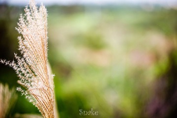 IMG_8293.jpg