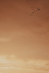 94E6993D-71BF-41E4-A23B-9FD389ADCF0E/L0/001