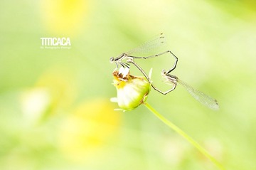 DSC_8165a.JPG