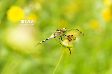 DSC_8229a.JPG