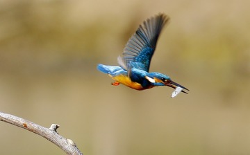 4250