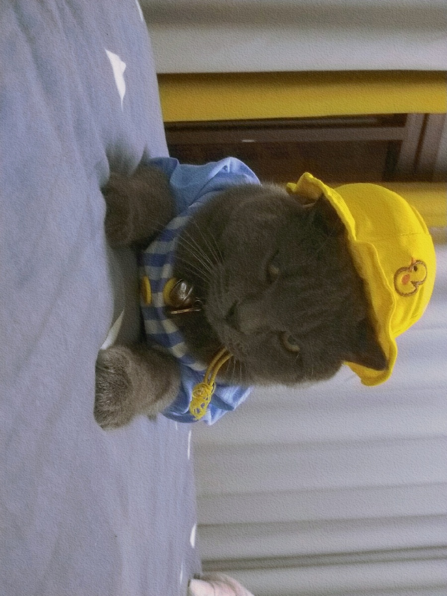 煤球球不屑一顾的眼神