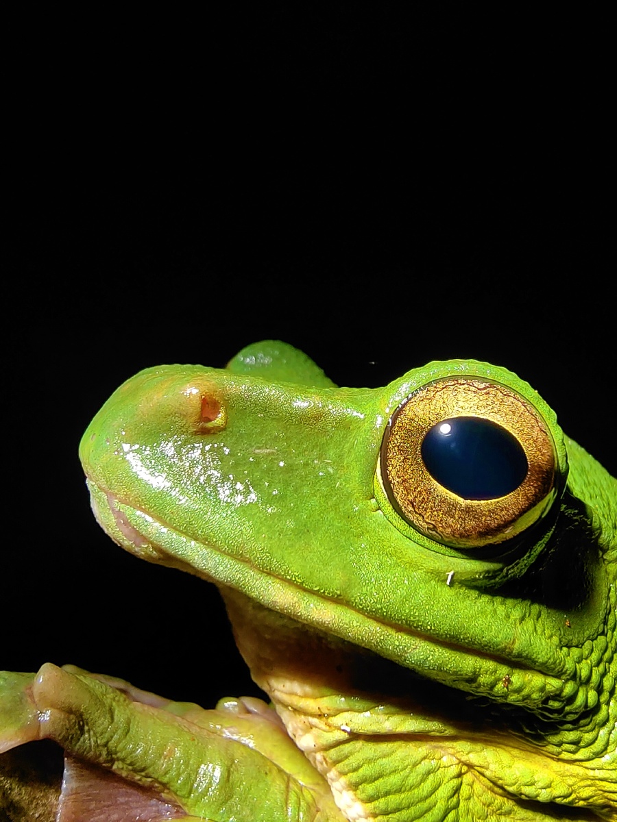 树蛙自然心灵疗愈