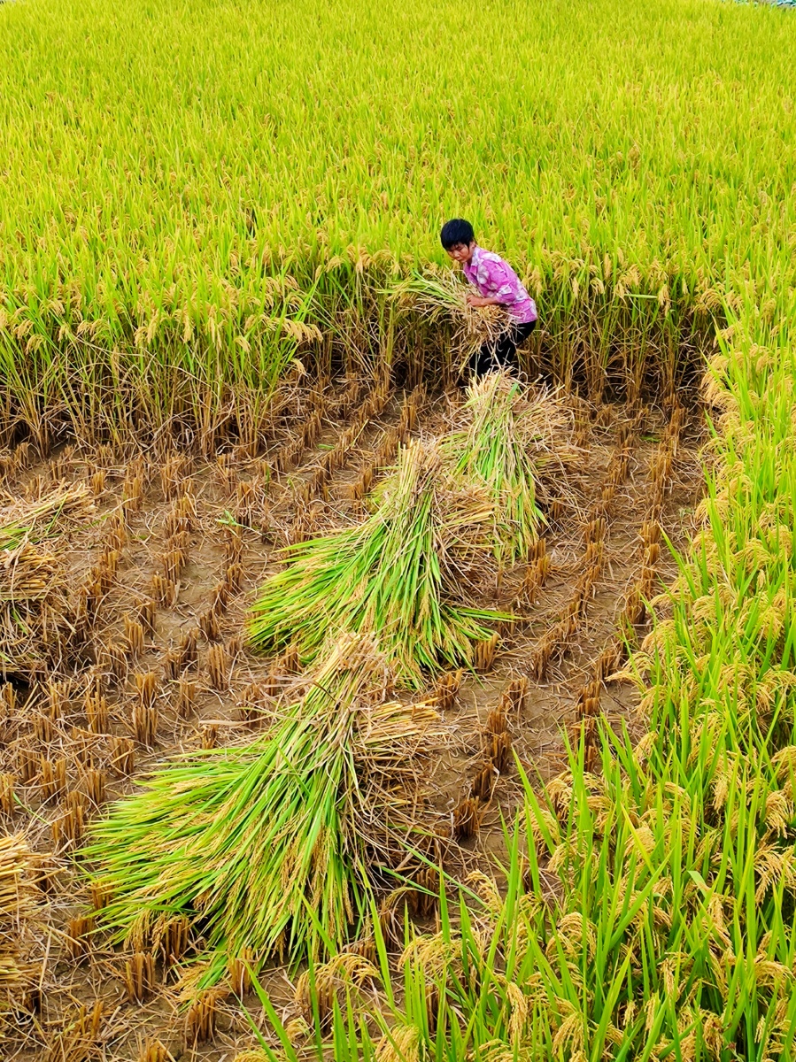收割风调雨顺又是丰收年