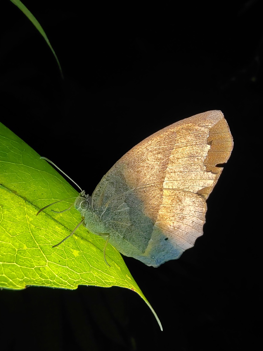 蝴蝶爱上大自然