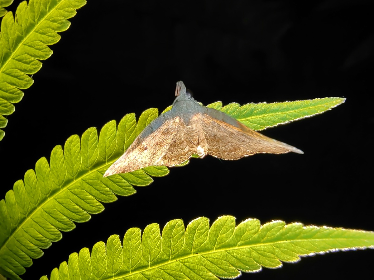 叶子上的飞蛾-爱上大自然