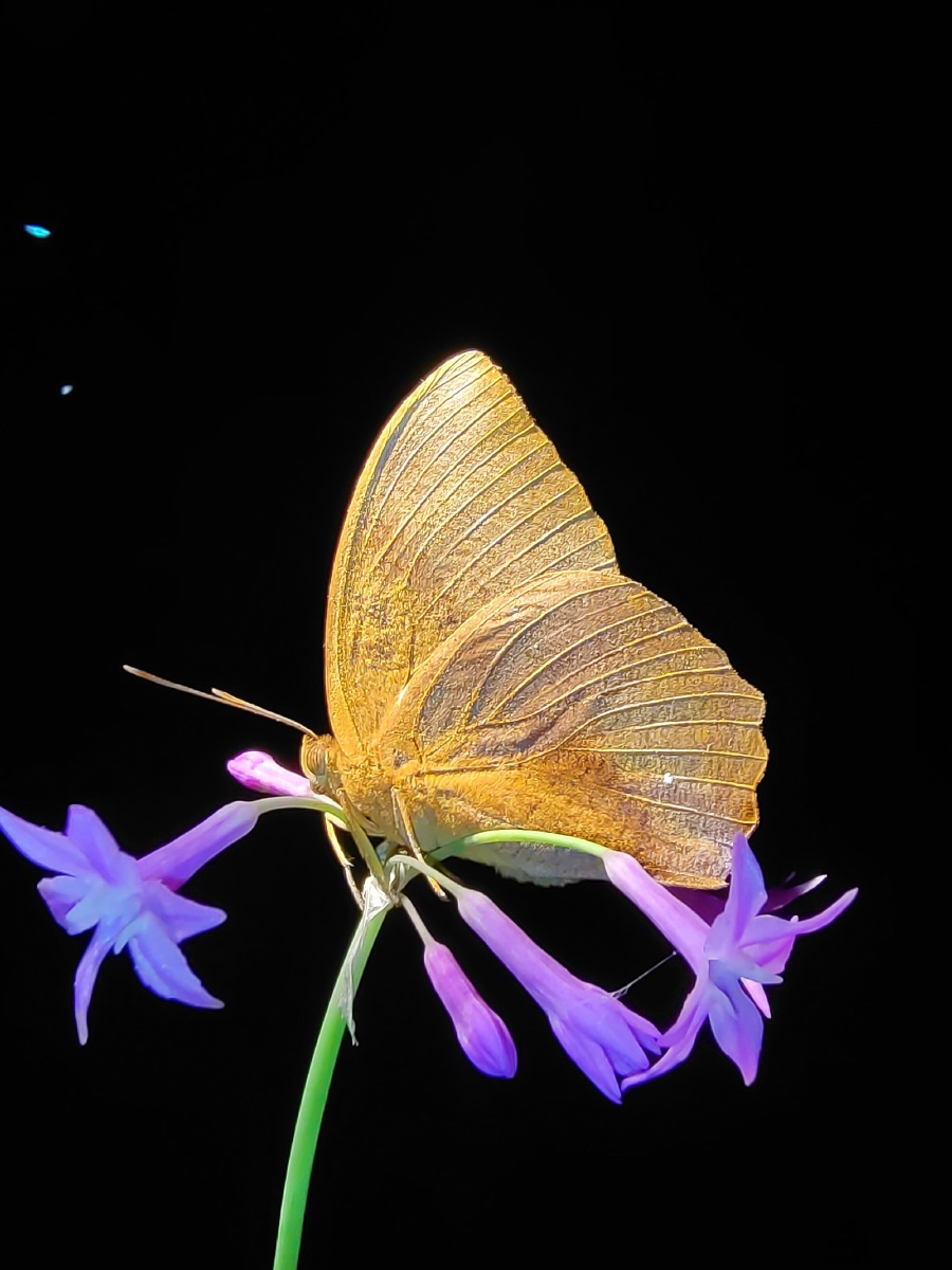 蝴蝶爱上大自然