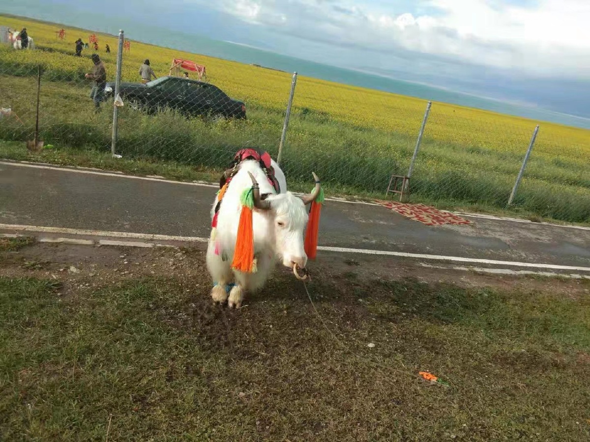 青海湖附近牦牛