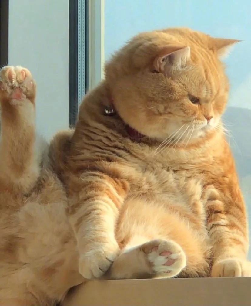 一切以大橘为重