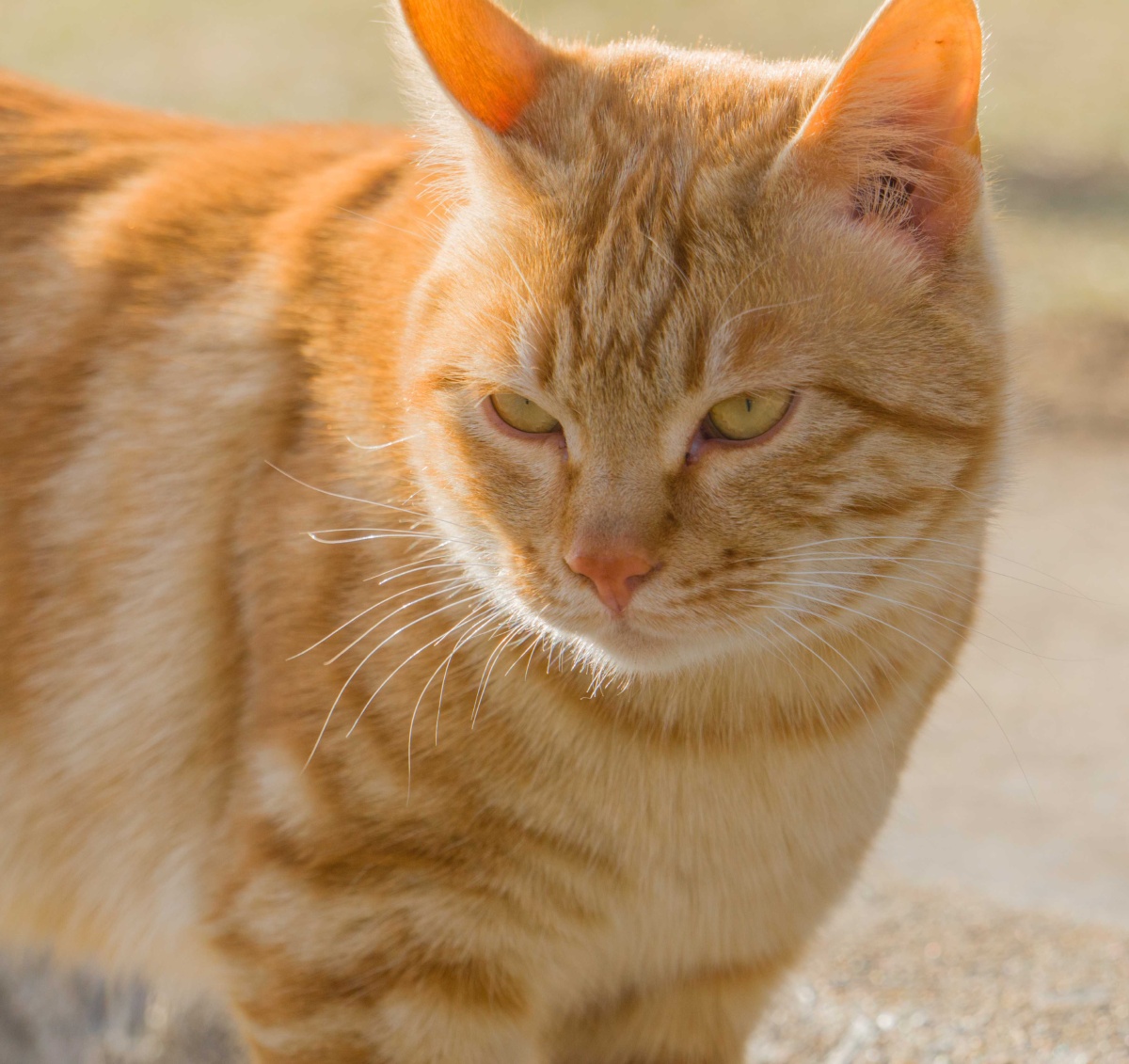 气魄拍摄于2020年冬天学校的猫阳光照射下毛发边缘闪闪发亮配上霸气的