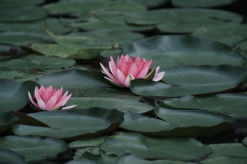 29C0D0D6-2E22-4FDE-A5E4-751F251A7828/L0/001