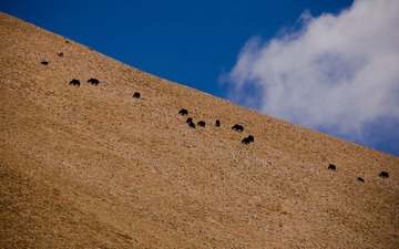 DSC_0201.jpg