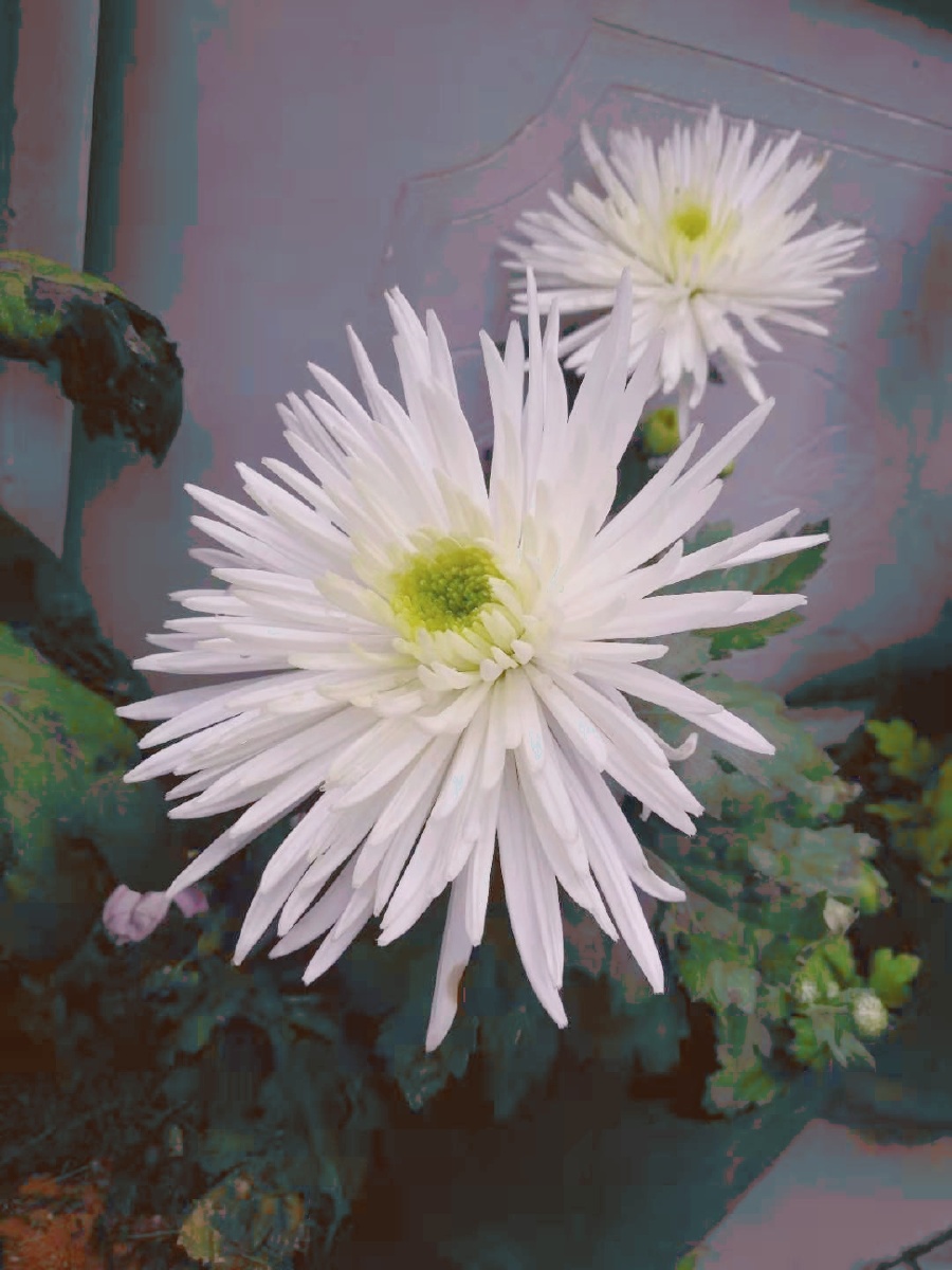 八月菊花开