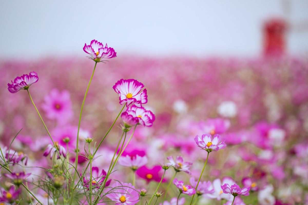 格桑花清新自然