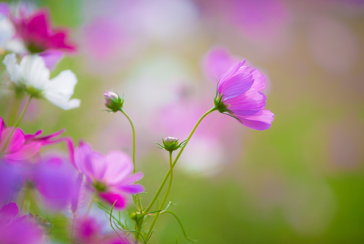 格桑花清新自然