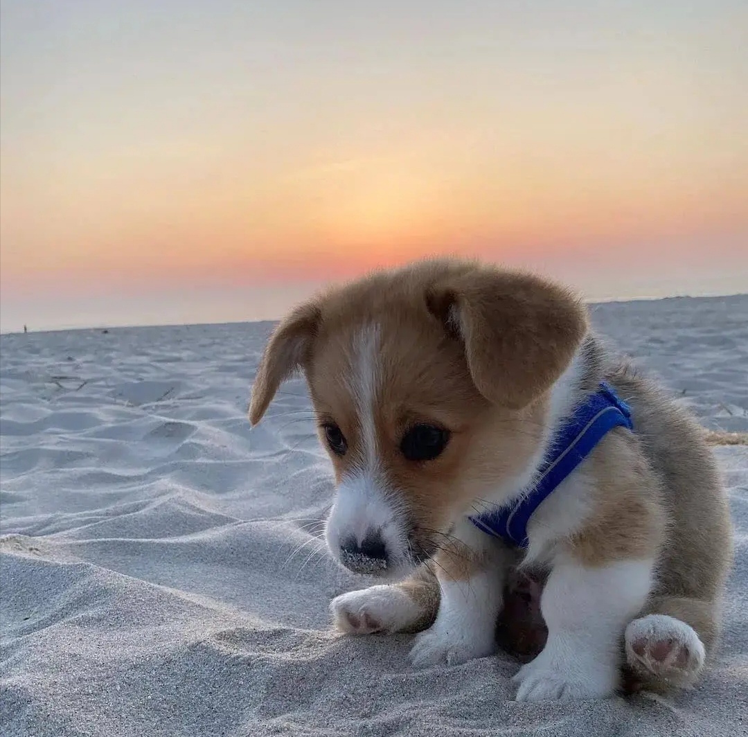 沙滩上的小柯基 - 宠物壁纸头像集锦 - 图虫