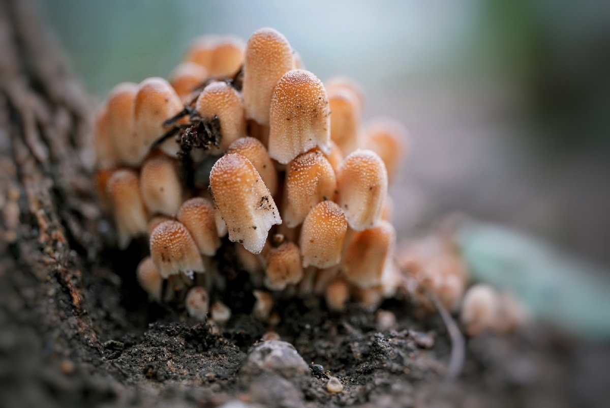 蘑菇雨后草坪蘑菇蔟蔟眼神不好拍不了微距