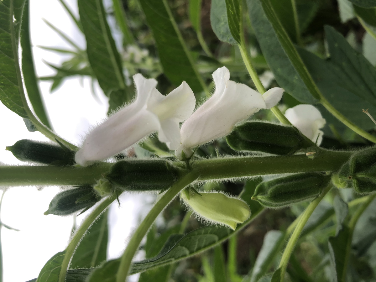 芝麻开花节节高 - 谷涯 - 图虫
