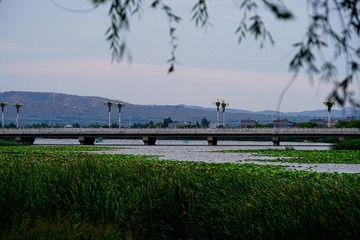 234526