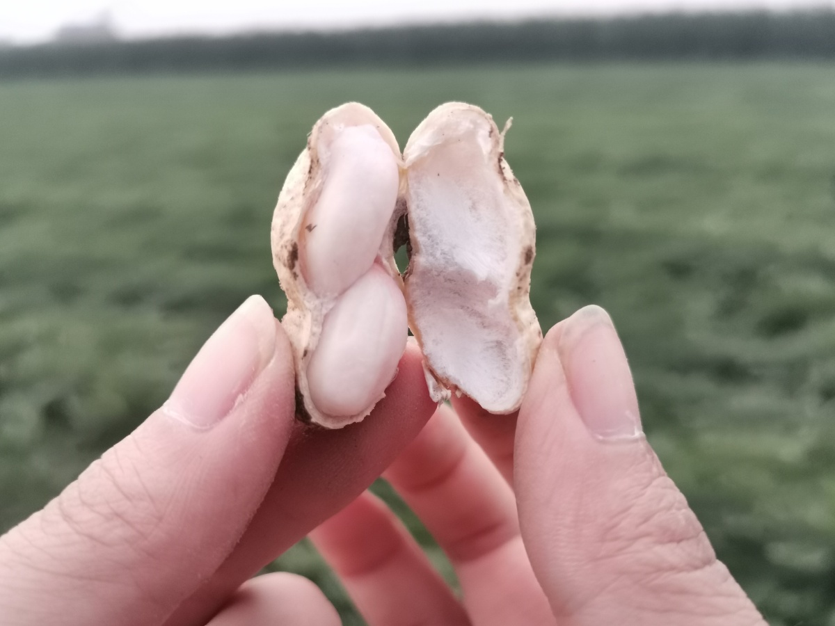 麻屋子红帐子里边住个白胖子花生丰收啦