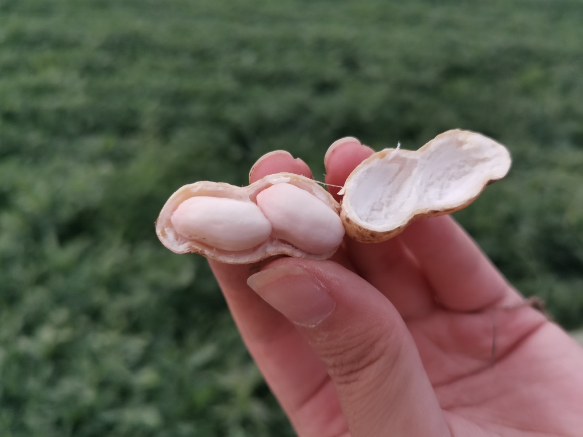 麻屋子红帐子里边住个白胖子花生丰收啦