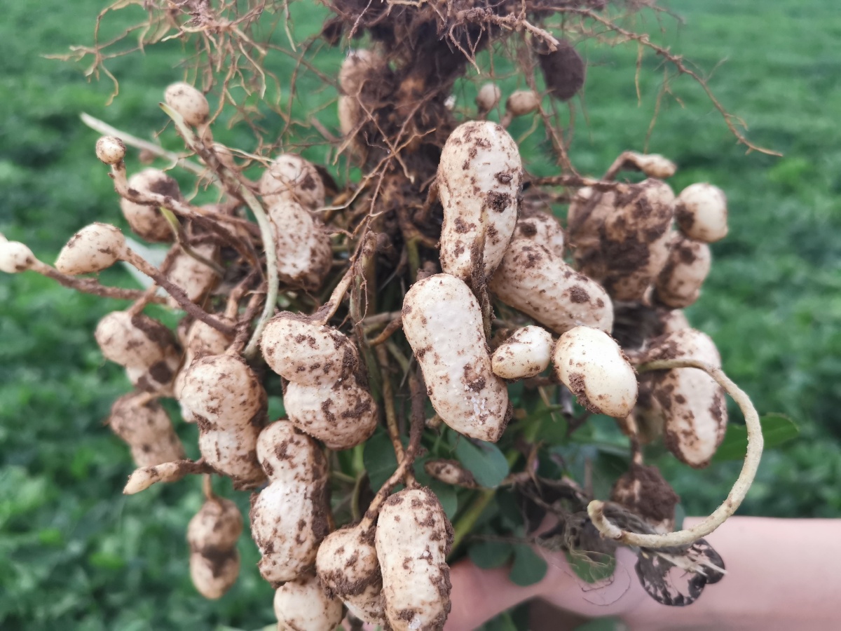 麻屋子红帐子里边住个白胖子花生丰收啦