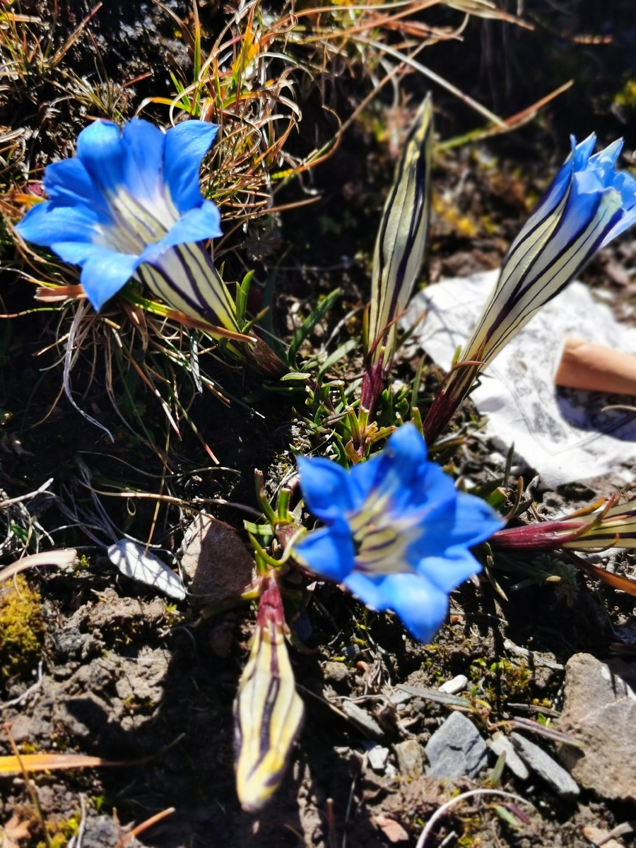 蓝玉簪龙胆很罕见的一种花生长在海拔30004800米