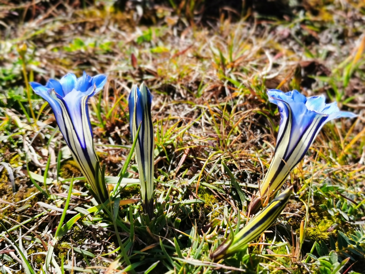 蓝玉簪龙胆很罕见的一种花生长在海拔30004800米