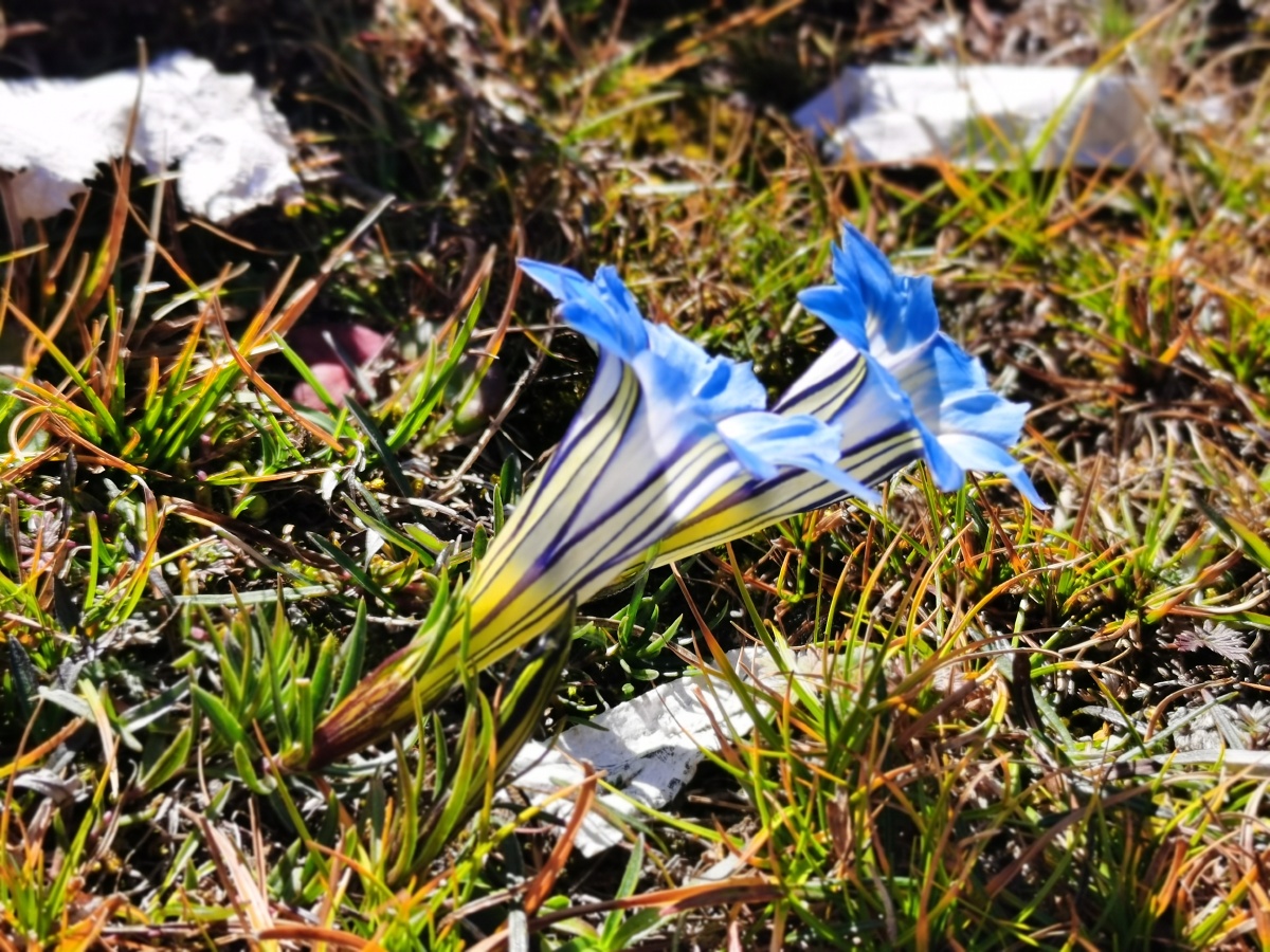 蓝玉簪龙胆很罕见的一种花生长在海拔30004800米