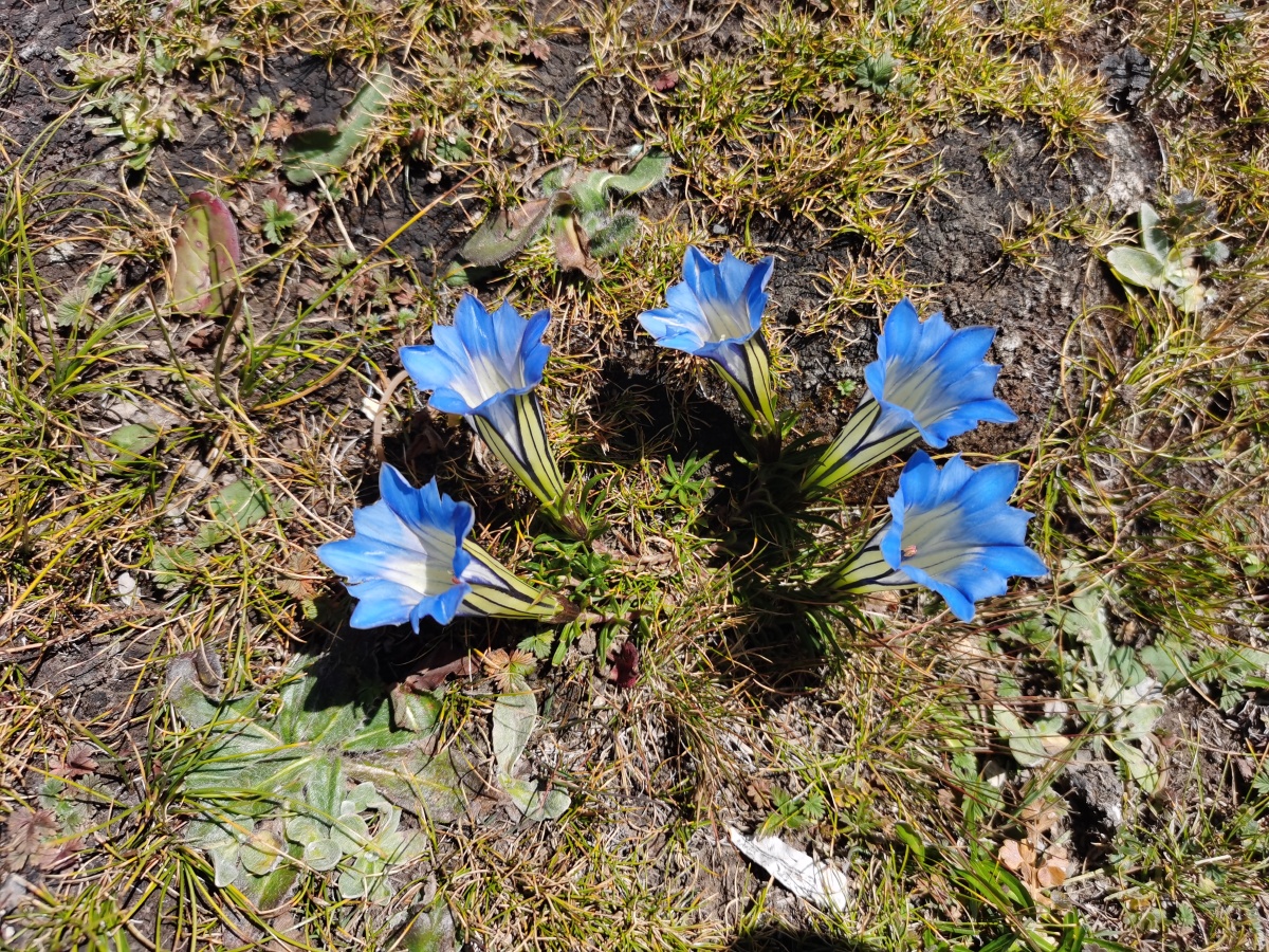 蓝玉簪龙胆很罕见的一种花生长在海拔30004800米