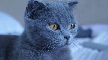 爱猫