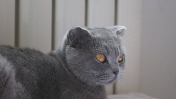 爱猫