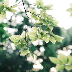 E725DA63-DF56-4234-B8AE-D70509DF2D3A/L0/001