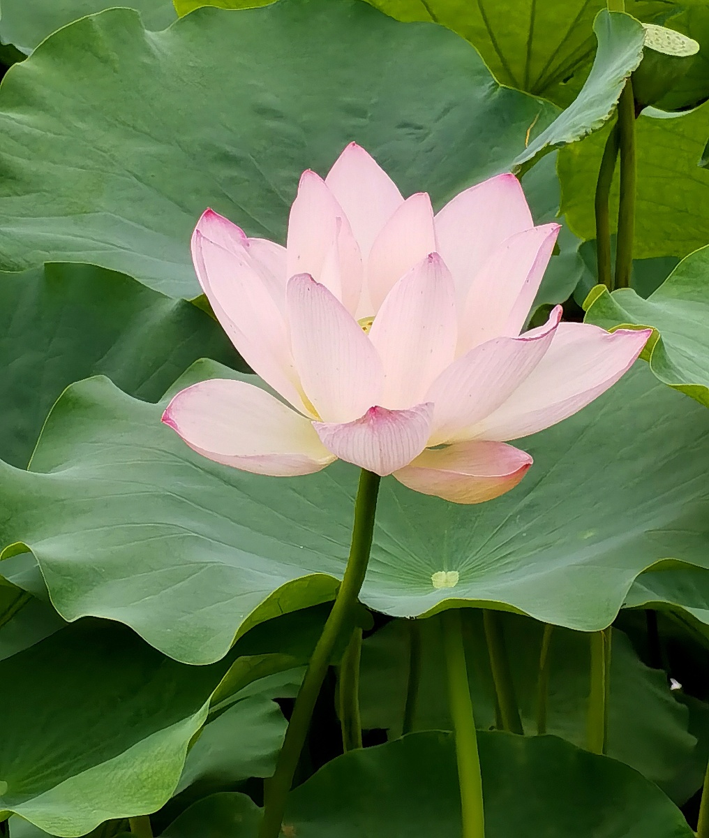 清新脱俗,文人墨客说出淤泥而不染,真的非常高贵,我们也得学习荷花的