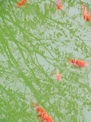 50A9C0FE-4ADB-410D-9055-9C3D7673F64F/L0/001