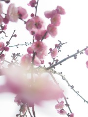 2BFFC68D-633C-408A-8C63-C3D3DA5C92D2/L0/001